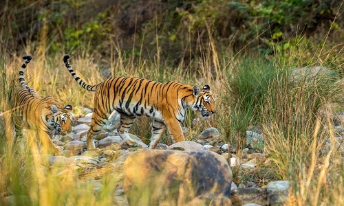 Day 5 Jim Corbett - Nainital Day 5 Jim Corbett - Nainital