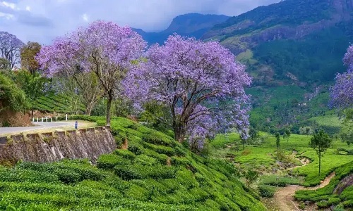 Day 2 Munnar Sightseeing Day 2 Munnar Sightseeing